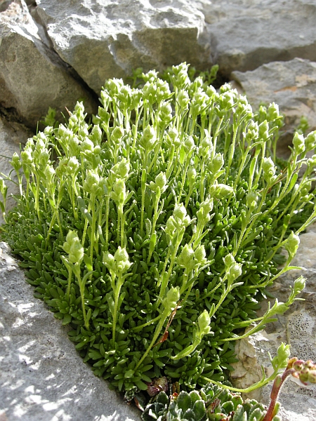 saxifraga exarata / Sassifraga solcata